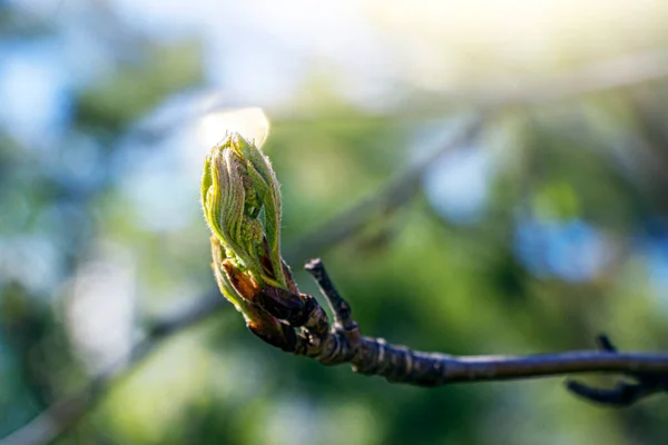 봄날푸른 하늘을 배경으로 잎들이 핍니다 스프링 원문을 지연됨 — 스톡 사진