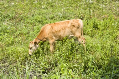 Genç buzağıyı çimenlerin üzerinde grazes.