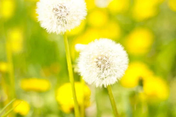 Beautiful dandelions bathe in the sunlight — Stock Photo, Image