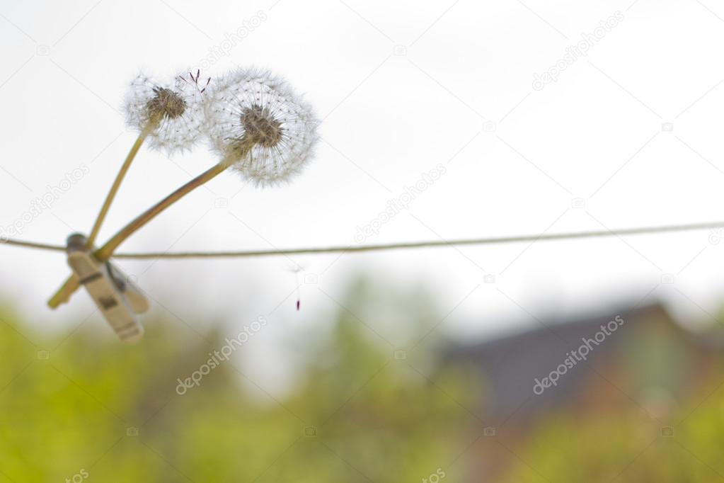 Beautiful dandelions bathe in the sunlight