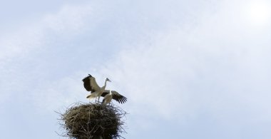 Güzel aşk leylek mavi gökyüzü arka plan üzerinde