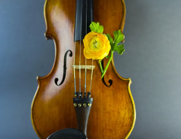 Belo violino em um fundo de música de folha — Fotografia de Stock