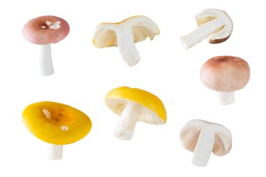 Beyaz arka planda izole edilmiş taze russula mantarları..