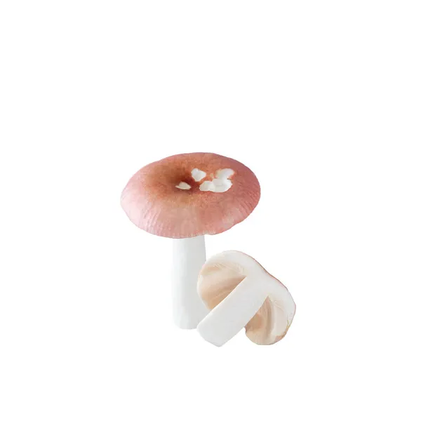 Rauwe Rode Russula Champignons Geïsoleerd Wit — Stockfoto