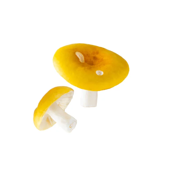 白で隔離された新鮮な黄色のルスラキノコ — ストック写真