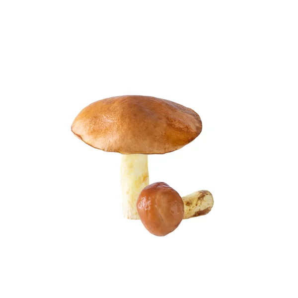 Čerstvý Boletus Izolovaný Bílém — Stock fotografie