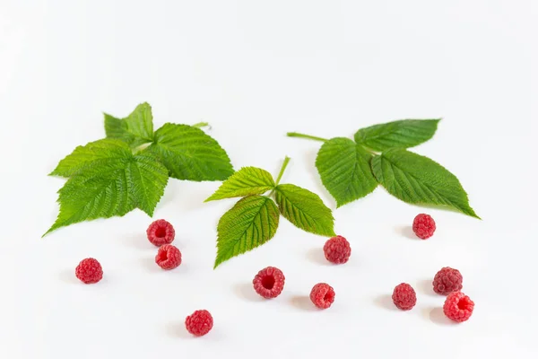 Ripe Raspberries Leaves White Background — Stock Photo, Image