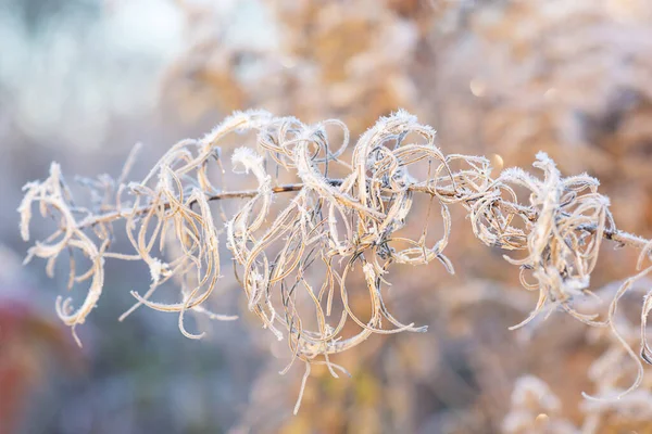 Заморожена Висушена Квітка Вербової Трави Перші Морози Вибірковий Фокус — стокове фото