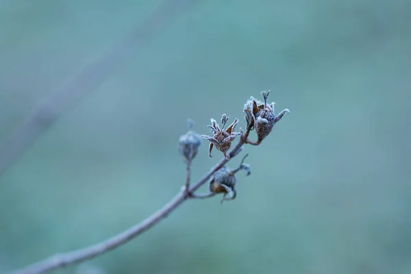 Hoarfrost Ile Kaplı Bir Çiçek Dalı Seçici Odak — Stok fotoğraf
