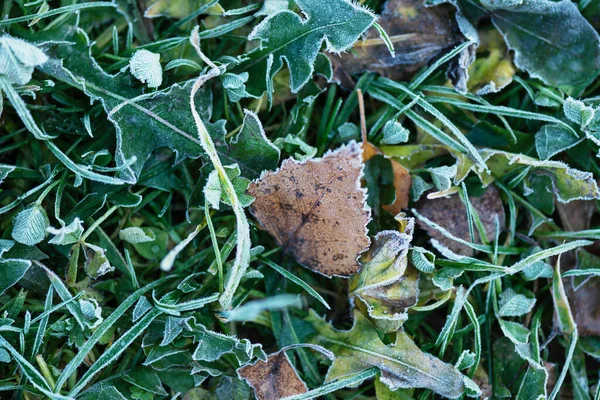 Gefrorenes Gras Mit Blättern Selektiver Fokus — Stockfoto