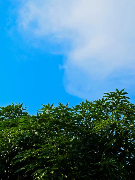 Top strom na modré obloze — Stock fotografie