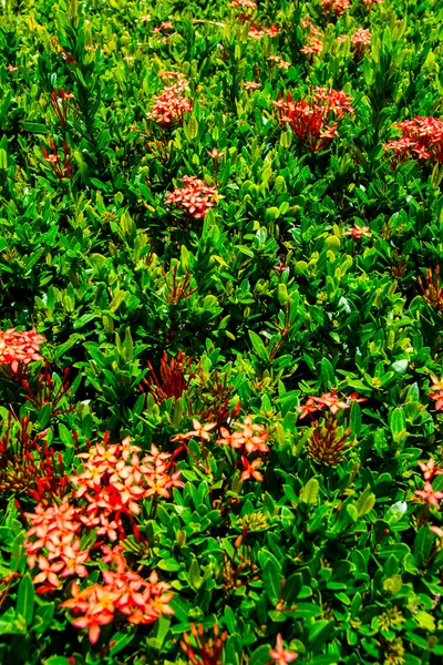 Red flower and leaves pattern — Stock Photo, Image