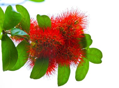 combretum erythrophyllum kırmızı çiçek