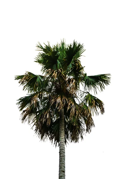 Tall palm tree — Stock Photo, Image