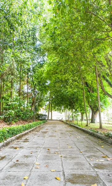 El parque y el sendero — Foto de Stock