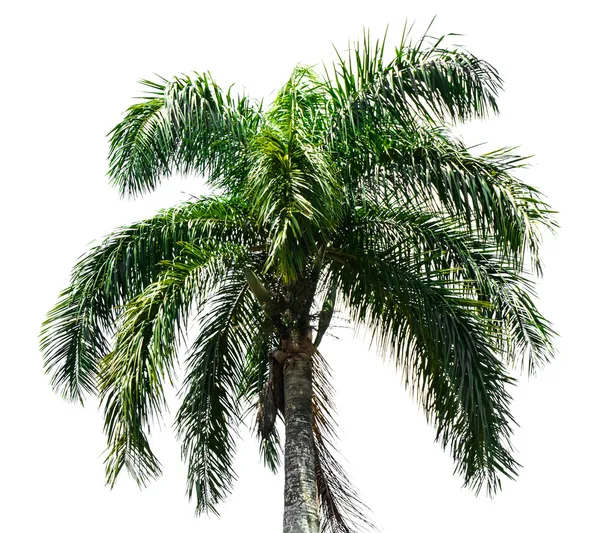 Één palmboom — Stockfoto
