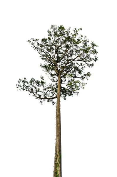 Старое высокое дерево — стоковое фото