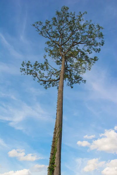 Närbild höga trädet — Stockfoto