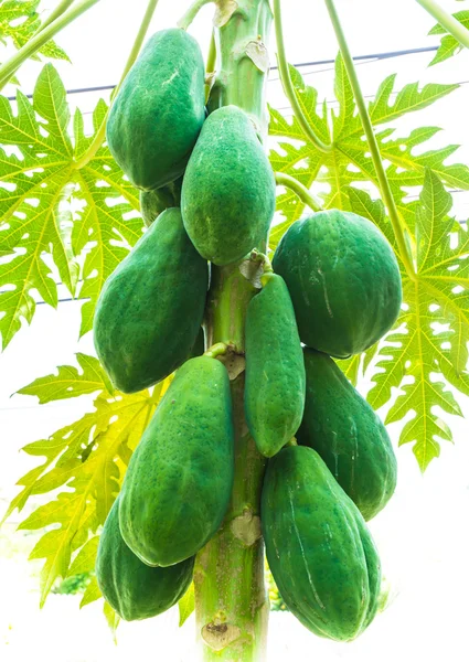 Papaya fruit on the tree — Stock Photo, Image