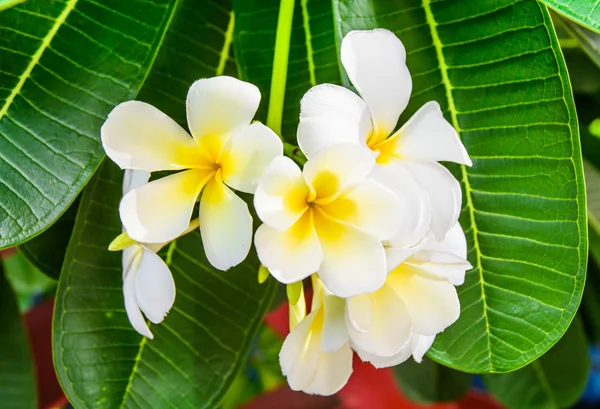Close up flower of templetree — Stock Photo, Image