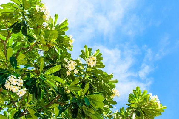 Templetree et fleur blanche — Photo