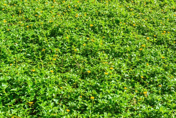 Gelbe Blume und grünes Blattmuster — Stockfoto