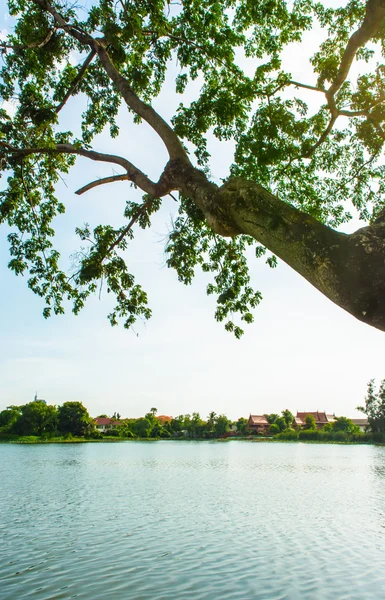 Árbol y rama en el lago — Foto de Stock