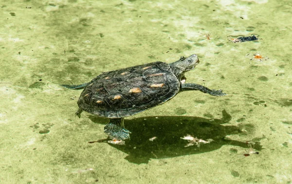 Vieja tortuga nadar en el agua —  Fotos de Stock