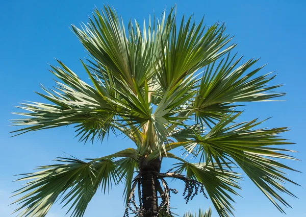 Big high plam tree — Stock Photo, Image