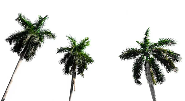 The three coconout tree — Stock Photo, Image