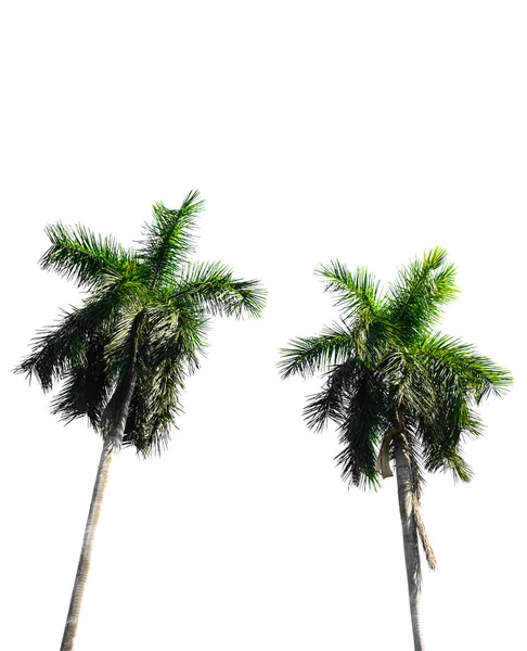Dva kokosová palma — Stock fotografie