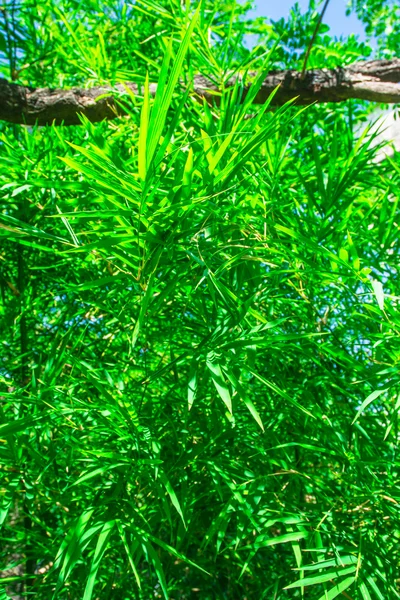 Patrón de hojas de bambú en la sombrilla — Foto de Stock