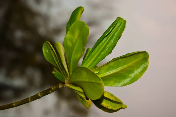 Grünes Blatt an der Pflanze — Stockfoto