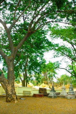 büyük ağaç ve zemin