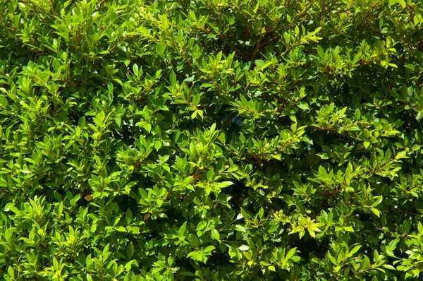 Yeşil yaprak duvar kağıdı — Stok fotoğraf