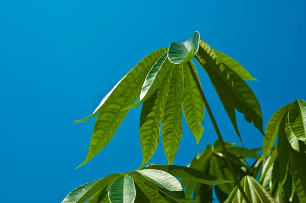 Зеленый лист с солнечным светом — стоковое фото