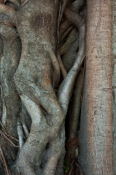 Raízes de cor marrom — Fotografia de Stock