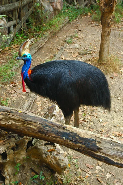 Μεγάλα πολύχρωμα πουλιού — Φωτογραφία Αρχείου