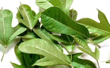 ayrıntı birçok yaprakları desen 