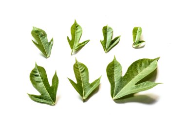 yedi yaprakları desen 