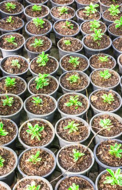 birçok ekimi desen pot