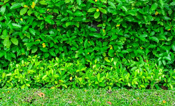 Grüne Blätter und Graswand lizenzfreie Stockfotos