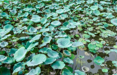 Üstten Görünüm lotus pıtırtı bırakır