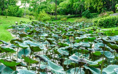 Lotus desen eski havuzda bırakır.