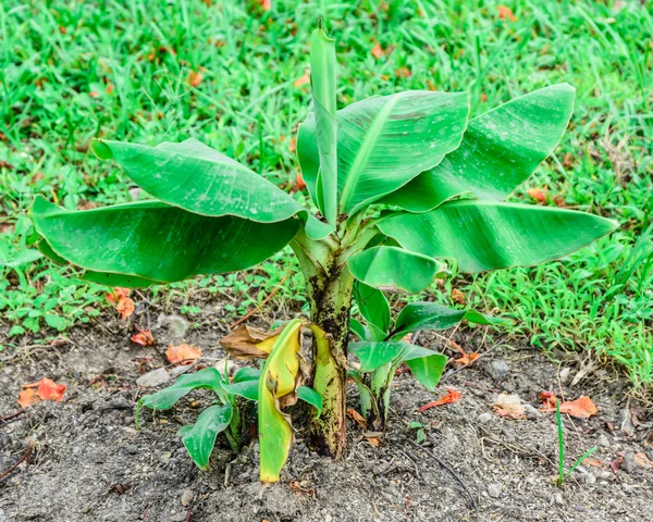 Small banana tree — Stock Photo, Image