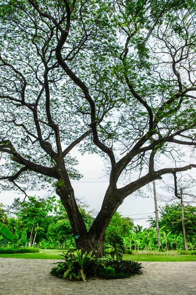 Starý vysoký strom v parku — Stock fotografie