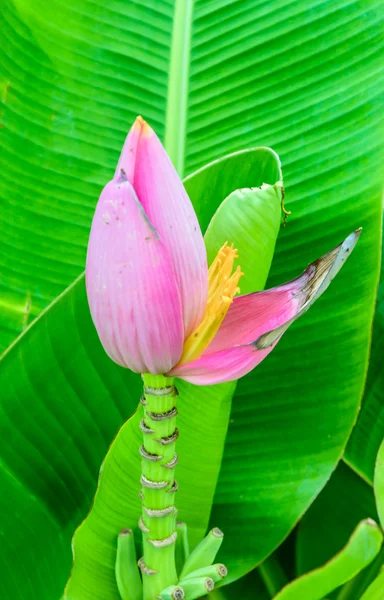 Flower of banana tree — Stock Photo, Image