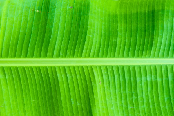 Padrão de folhas de banana — Fotografia de Stock