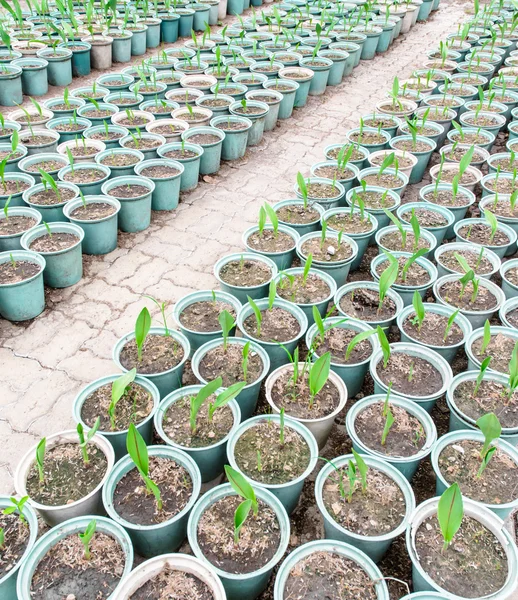 Roślin w uprawie zielony garnek — Zdjęcie stockowe