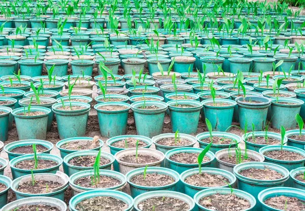 Close up plant in green Pot cultivation — Stok Foto